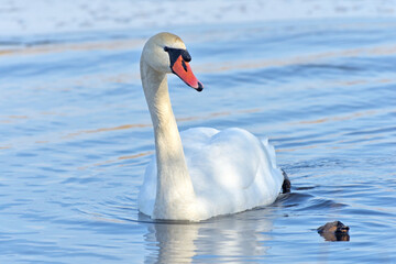 Swan. © Tomasz Warszewski
