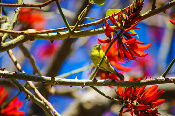 A stunning shot of a green humming bird in a Coral Tree with lush red flowers with a blue sky background at South Coast Botanic Garden in Palos Verdes, California