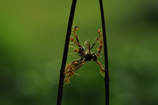 Weaver ants or green ants (genus Oecophylla) are eusocial insects of the family Formicidae (order Hymenoptera).