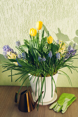 Bouquet of spring flowers. Yellow tulips, hyacinths, blue muscari grow in pot at home. Watering can, gloves of gardener