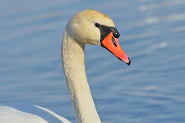 Swan. © Tomasz Warszewski