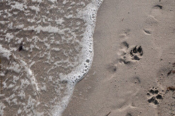 footprints in sand, footprints on the beach