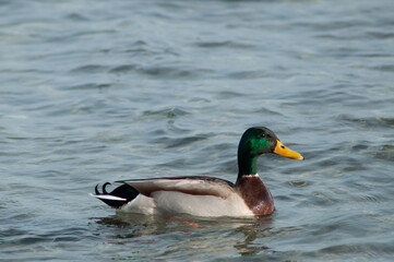 Obraz premium male duck on the sea, lake, water
