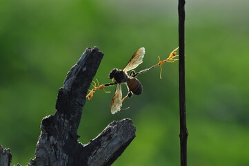 Weaver ants or green ants (genus Oecophylla) are eusocial insects of the family Formicidae (order Hymenoptera).