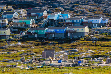 Fototapeta na wymiar Greenland. Ilulissat. Dog town, where the locals keep their sled dogs.