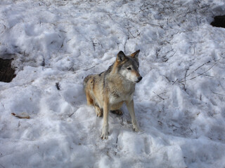 Gray wolf resting on a winter day. Wild animal