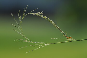 Weaver ants or green ants (genus Oecophylla) are eusocial insects of the family Formicidae (order Hymenoptera).