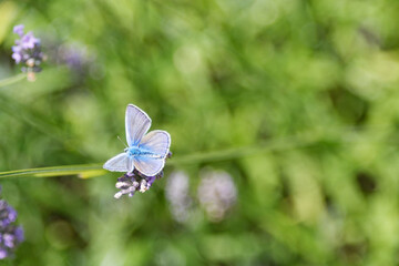 Polyommatus Icarus sur Lavende (2020).