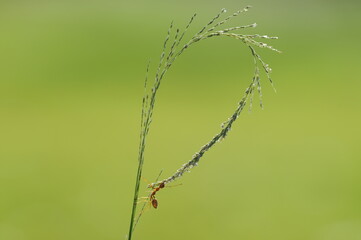 Weaver ants or green ants (genus Oecophylla) are eusocial insects of the family Formicidae (order Hymenoptera).