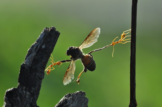 Weaver ants or green ants (genus Oecophylla) are eusocial insects of the family Formicidae (order Hymenoptera).