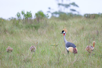 Black crowned cranes family and their ducklings among the bush in safari in South Africa