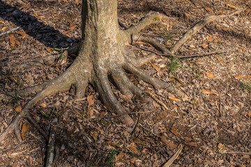 Tree base with roots