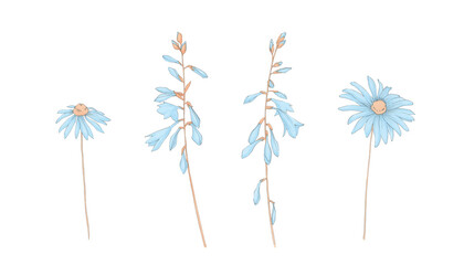 Simple hand drawn watercolor bluebell and daisy set. Collection of blue and beige flower illustration. Floral decor elements isolated on white background.