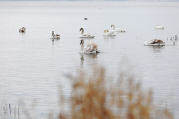 White swan flock in spring water. Swans in water. White swans. Beautiful white swans floating on the water. swans in search of food. selective focus
