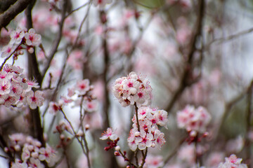 Plum pink blossom on branches