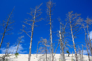 Dead trees on a dune. Słowiński National Park