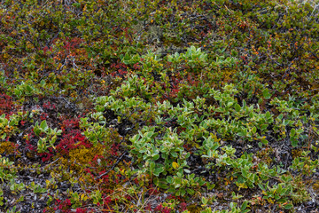 Greenland. Eqip Sermia. Dwarf birch and willow. © Danita Delimont