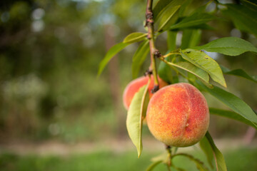 ripe peaches on a branch close-up