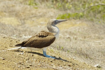 Blue-footed boobys in Poor Man's Galapagos, Ecuador – Isla de la Plata
