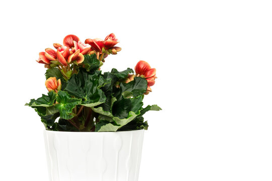 Potted blooming begonia elatior on white background.