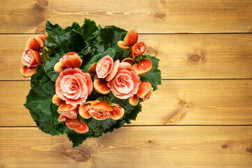 Beautiful blooming begonia elatior with pink flowers on wooden background with space for text, top view.