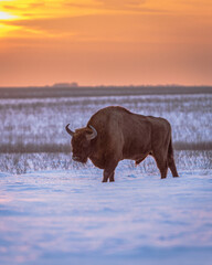 Bison bonasus 