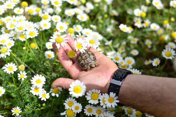 The man hand holds a small land turtle, in a field with camomile flowers, touches chamomile with his hands