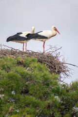 White Stork couple on their nest
