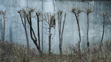 Lonely winter tree and old cracked wall in south korea