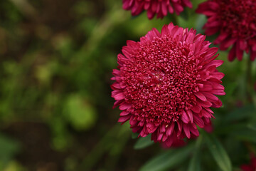 blurred floral background with soft selective focus. chrysanthemums in the garden. summer background