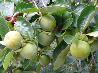 CAQUI. FRUTA VERDDE MADURANDO EN EL ÁRBOL.