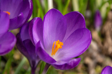 Eine lila Krokusblüte im Sonnenlicht