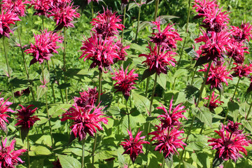 Fototapeta premium Bergamot blooms in the garden, is used as an aromatic additive in tea and as a medicinal plant.