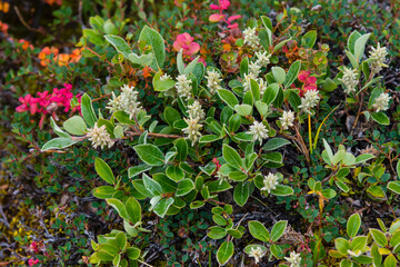 Greenland. Eqip Sermia. Dwarf willow. © Danita Delimont