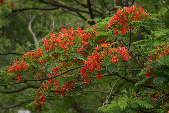 Bl&uuml;ten des Flamboyant