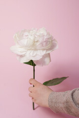 Pastel roses on pink background concept. Copy space. 