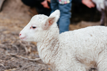 Small white lamb on a sheep farm. The concept of animal husbandry in the village. Agriculture