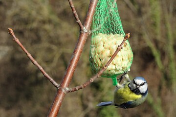 blue tit on fat ball 01