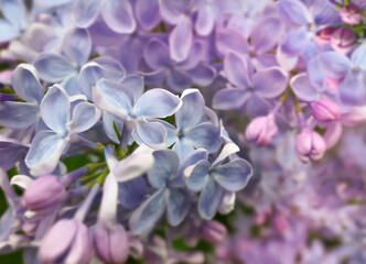 Spring lilac violet and blue flowers, abstract soft focus background