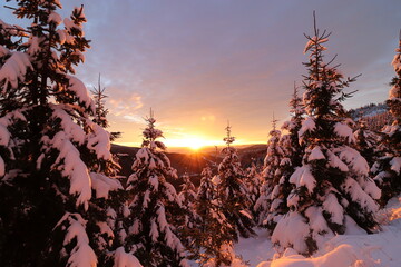 Sunset in the mountains between the snowy trees at Jeseniky, Czech republic