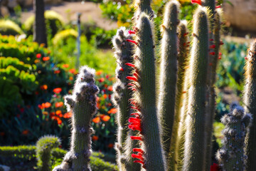 A stunning shot of a Silver Torch Cactus or Cleistocactus plant in the garden surrounded by lush...