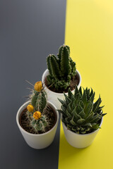 Three cactus forming a triangle, focused in the first two ones, over the pantone colors of the year 2021.