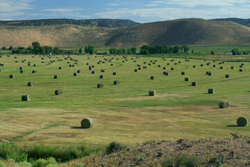 Hay Field with Irrigation and Hay Rolls