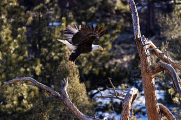 Bald Eagles in Eleven Mile Canyon