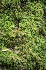 moss textured wall in a green forest