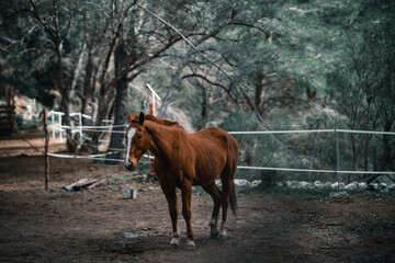 brown horse on a farm within a lush green forest