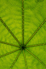 Closeup of green leaf veins and structures