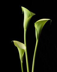 Fototapeta premium Three green calla lilies isolated over black background