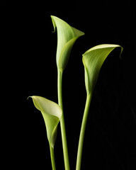 Three green calla lilies isolated over black background