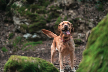 golden retriever dog running through the green forest